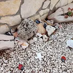 Seashell